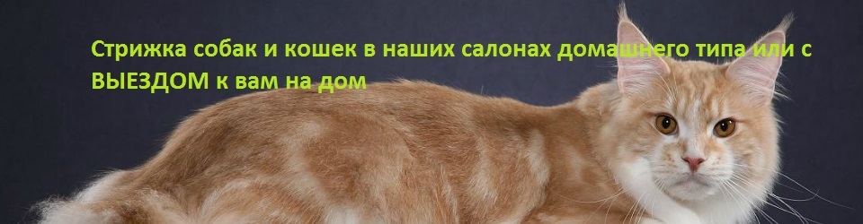 Услуги и цены для кошек